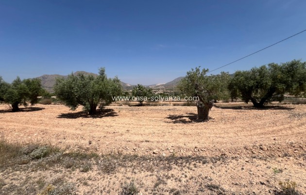 Apartment / flat - Resale - Barbarroja - Barbarroja