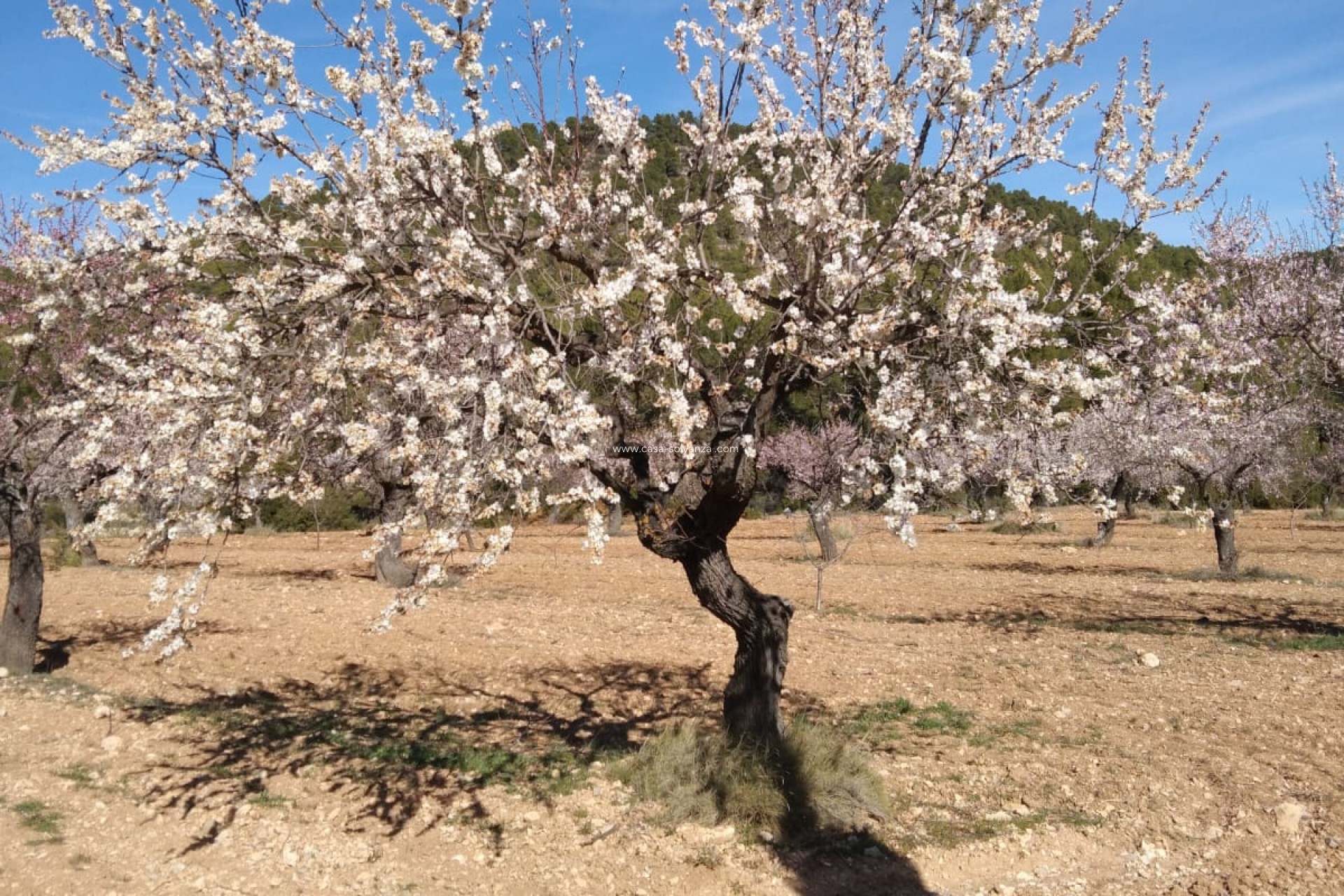 Herverkoop - Country Property/Finca - Bullas