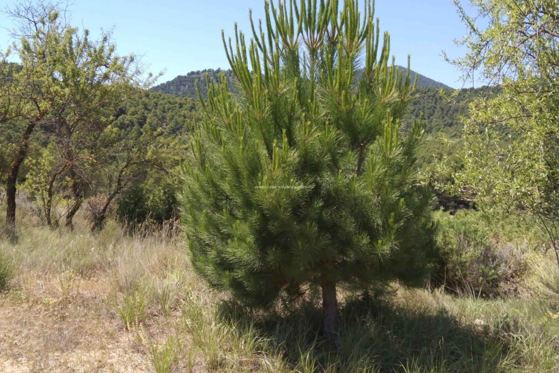 Herverkoop - Country Property/Finca - Bullas