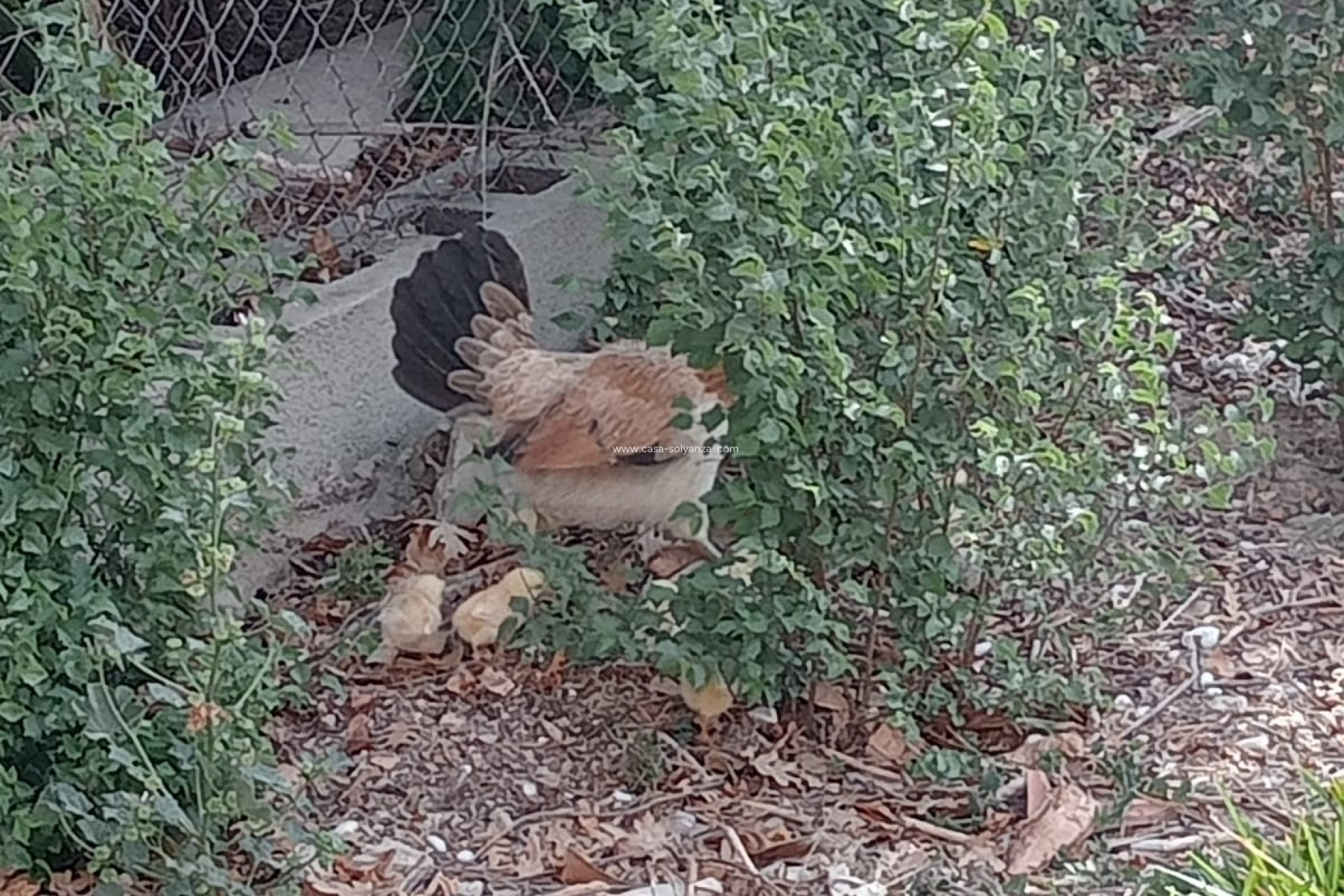 Herverkoop - Country Property/Finca - Daya Nueva