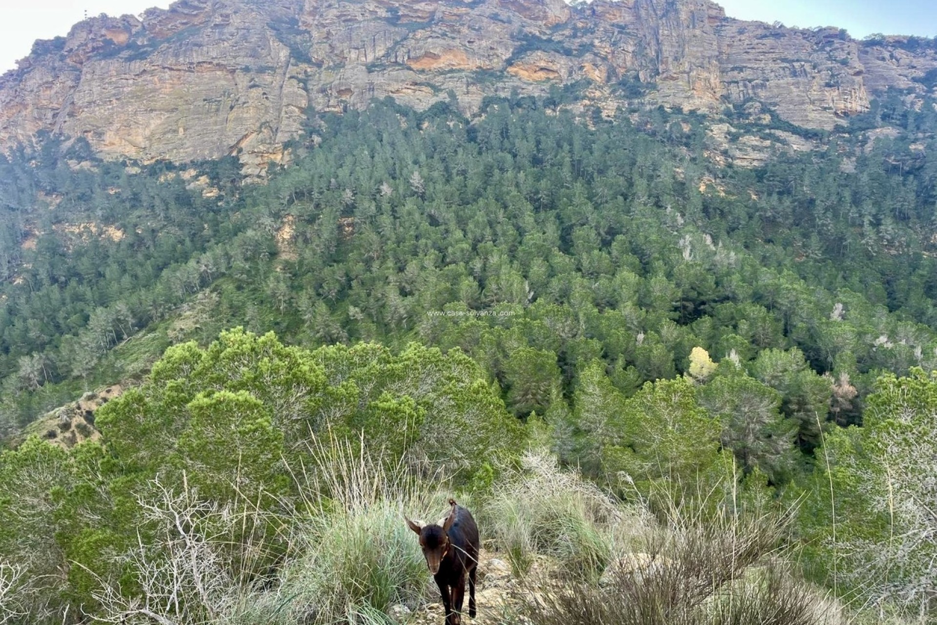 Herverkoop - Country Property/Finca - Gea Y Truyols - Sierra de Columbares Natural Park