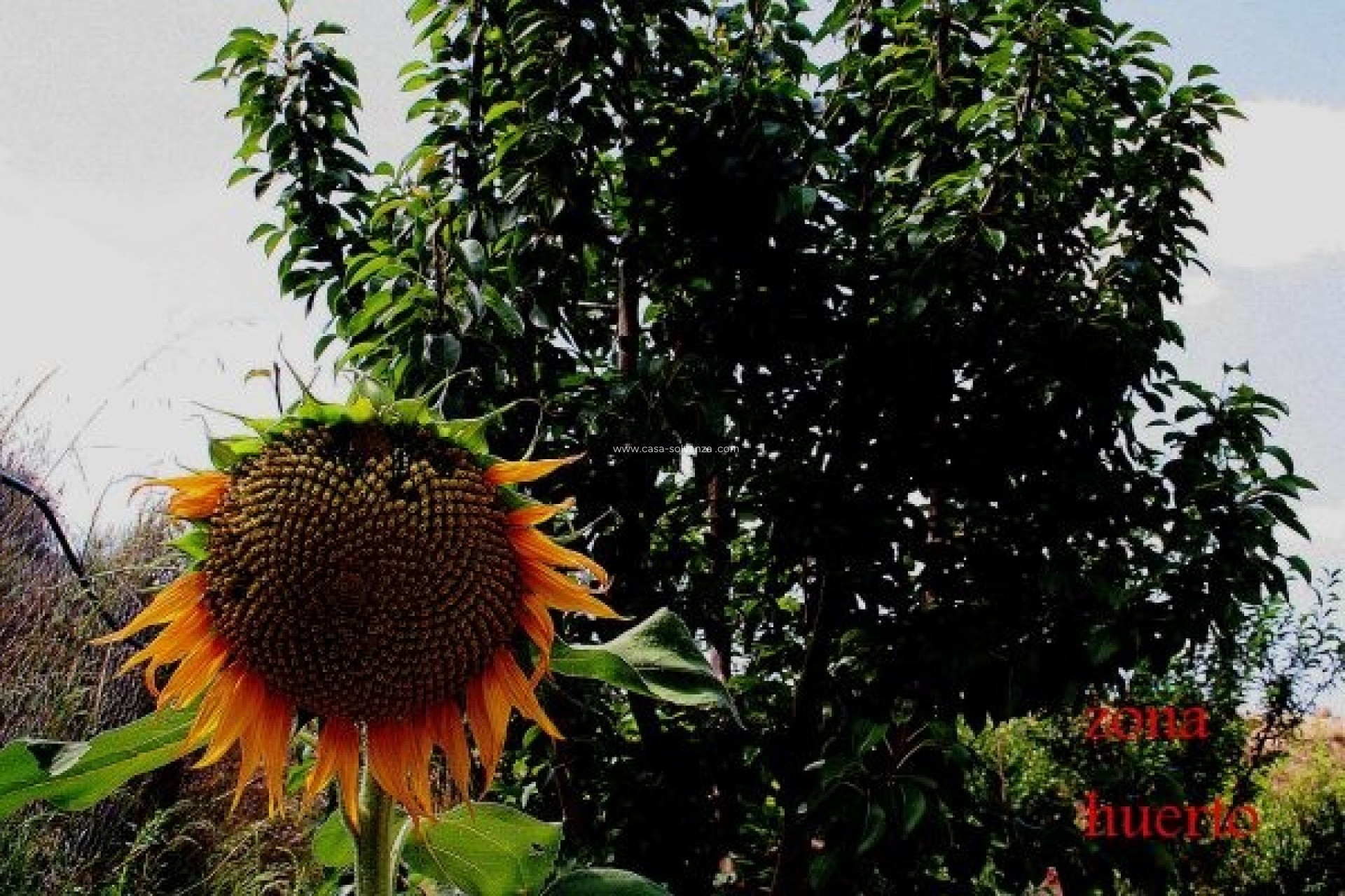 Herverkoop - Country Property/Finca - Murcia - Inland