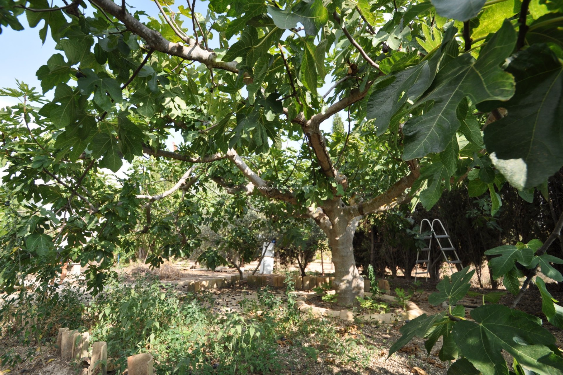 Herverkoop - Country Property/Finca - Pinoso - Inland