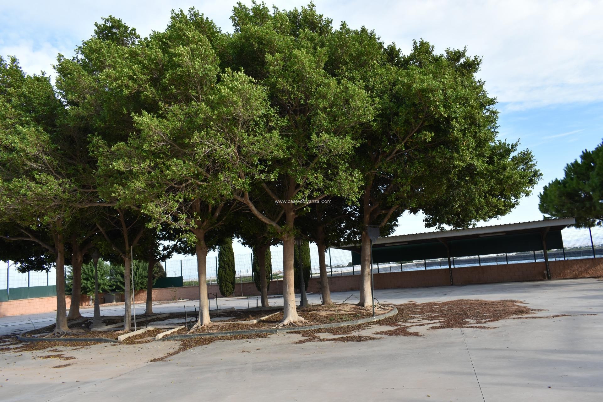 Herverkoop - Country Property/Finca - Torre Pacheco - Dolores De Pacheco