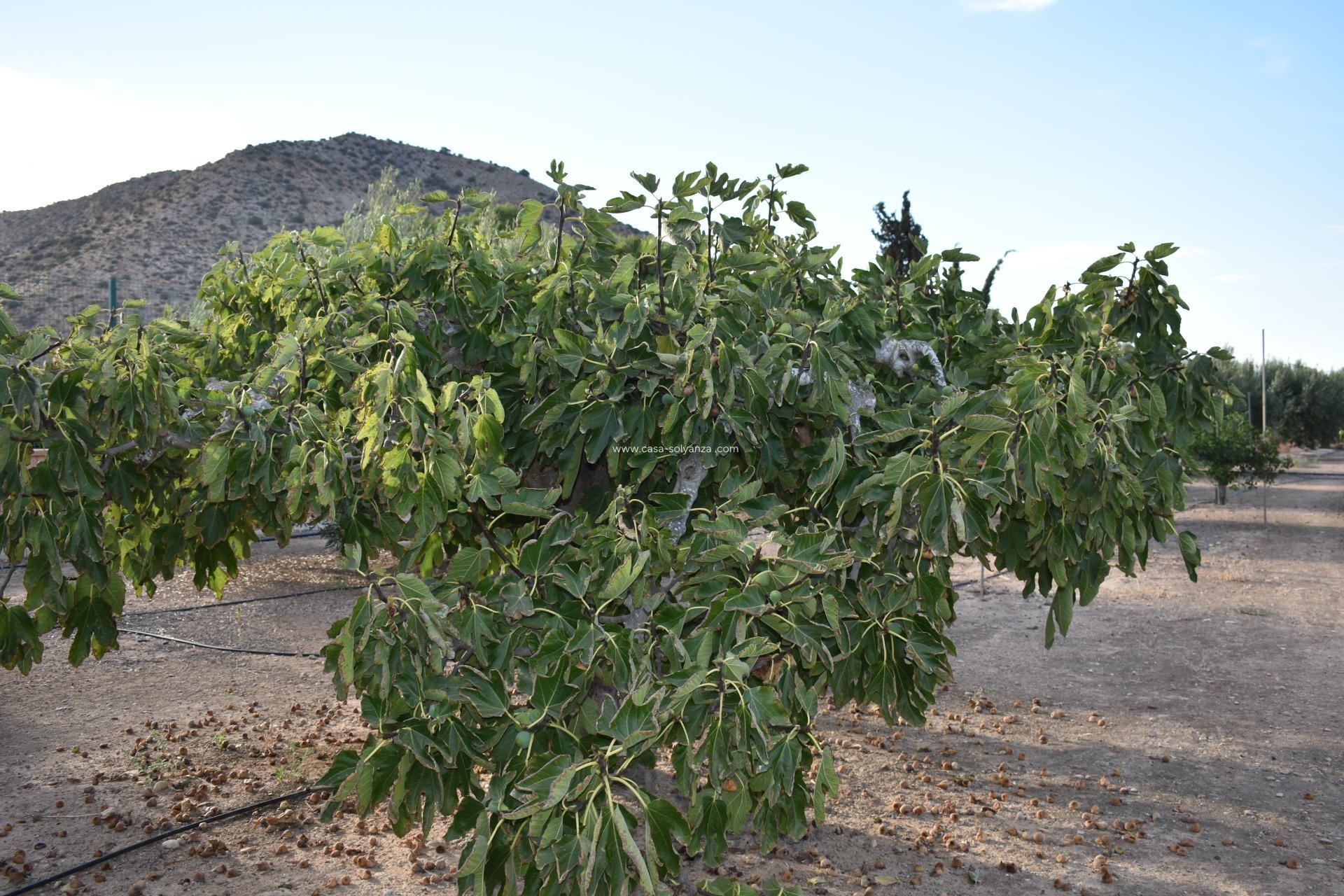 Herverkoop - Country Property/Finca - Torre Pacheco - Dolores De Pacheco