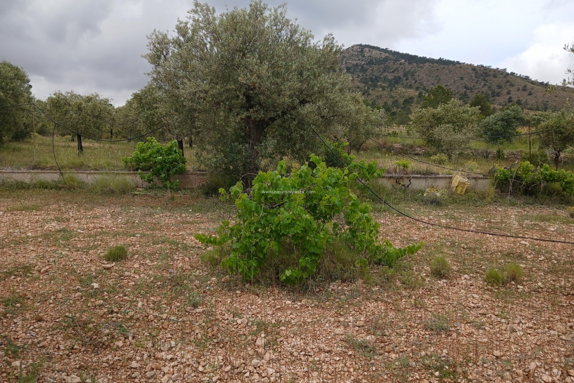 Herverkoop - Country Property/Finca - Yecla - Inland