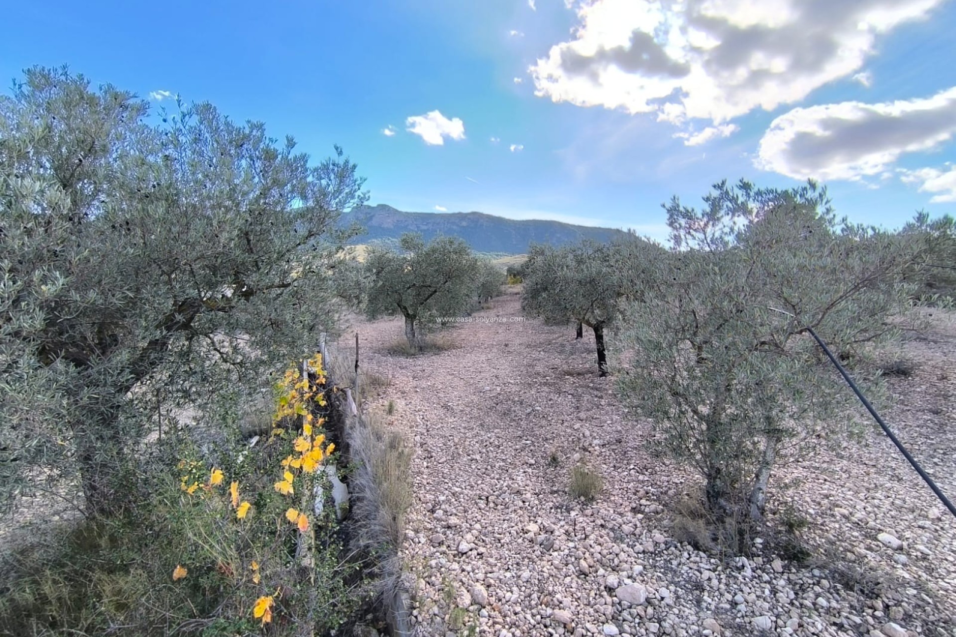 Herverkoop - Country Property/Finca - Yecla - Inland