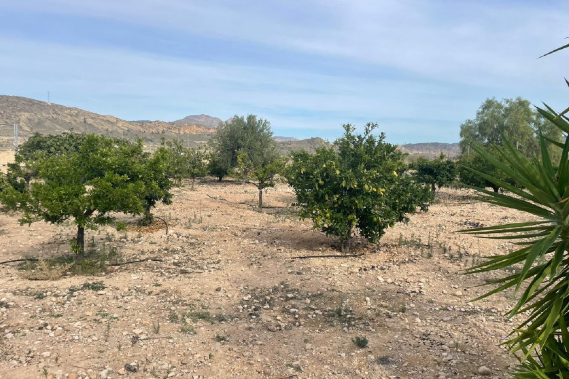 Herverkoop - Finca / Country Property - Abanilla