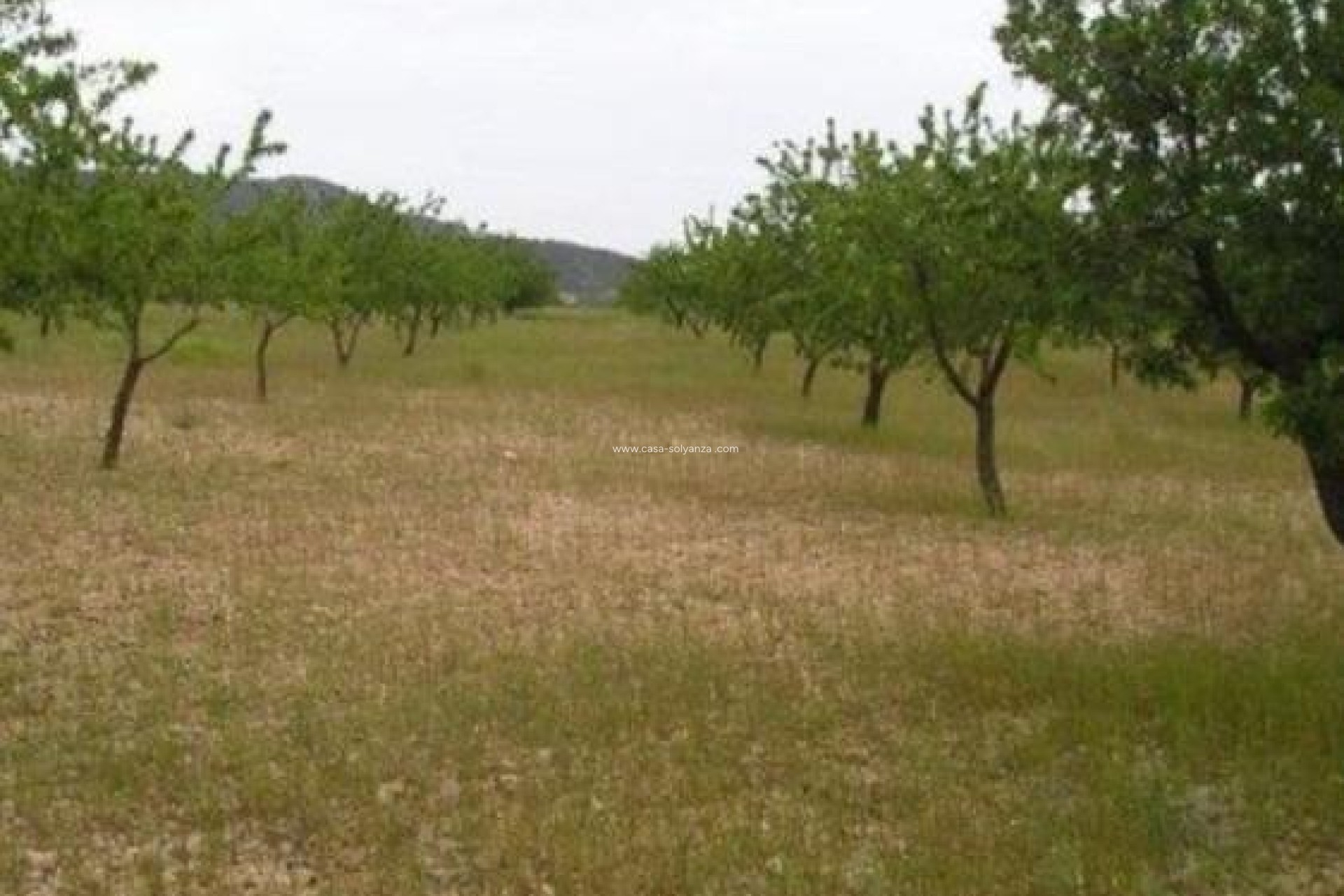 Herverkoop - Land - Abanilla - Cañada Del Trigo