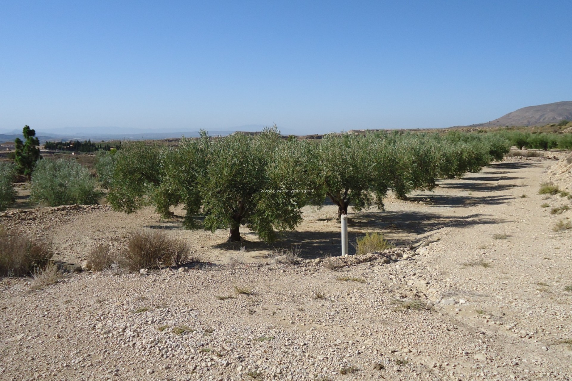 Herverkoop - Land - Abanilla - Inland