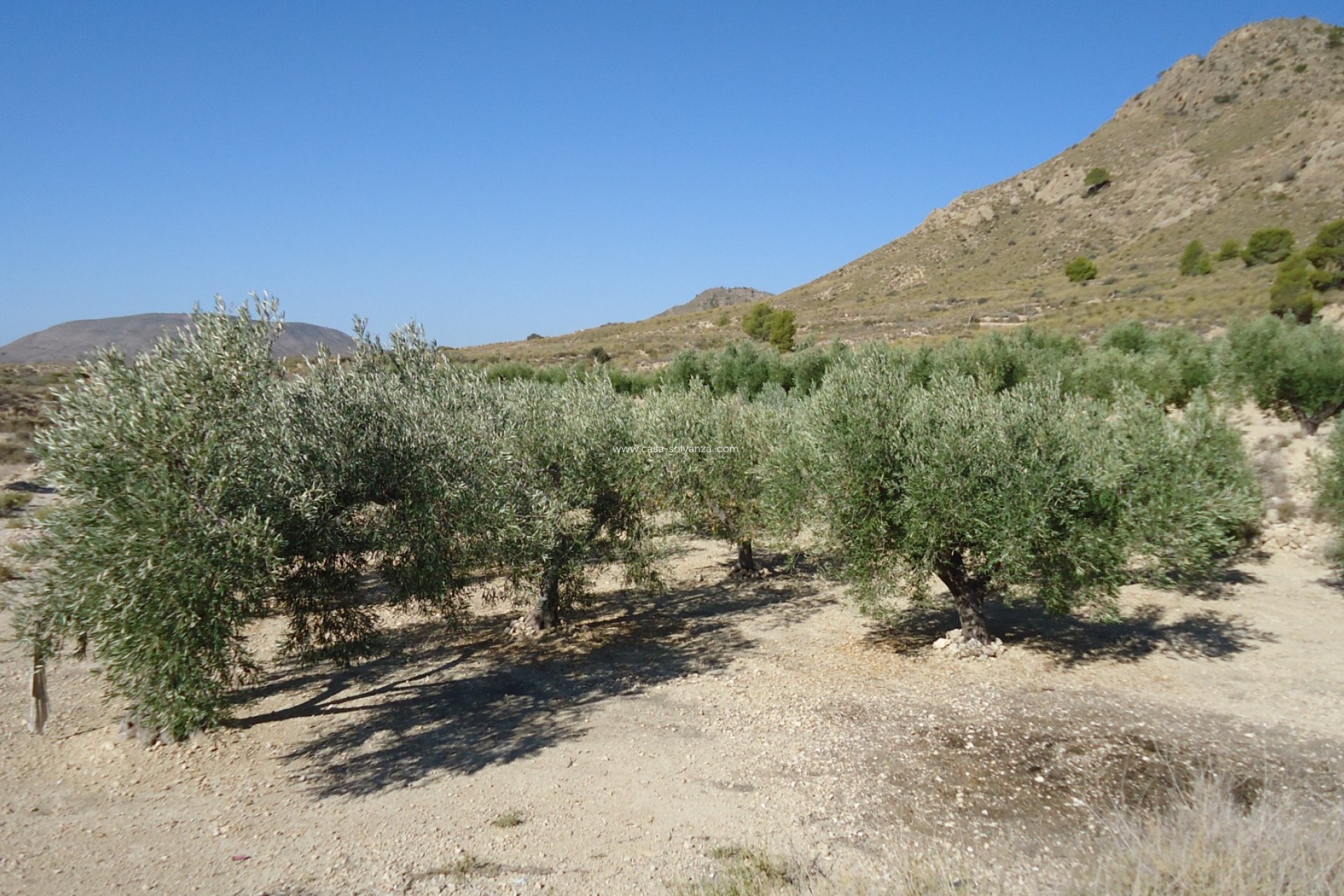 Herverkoop - Land - Abanilla - Inland