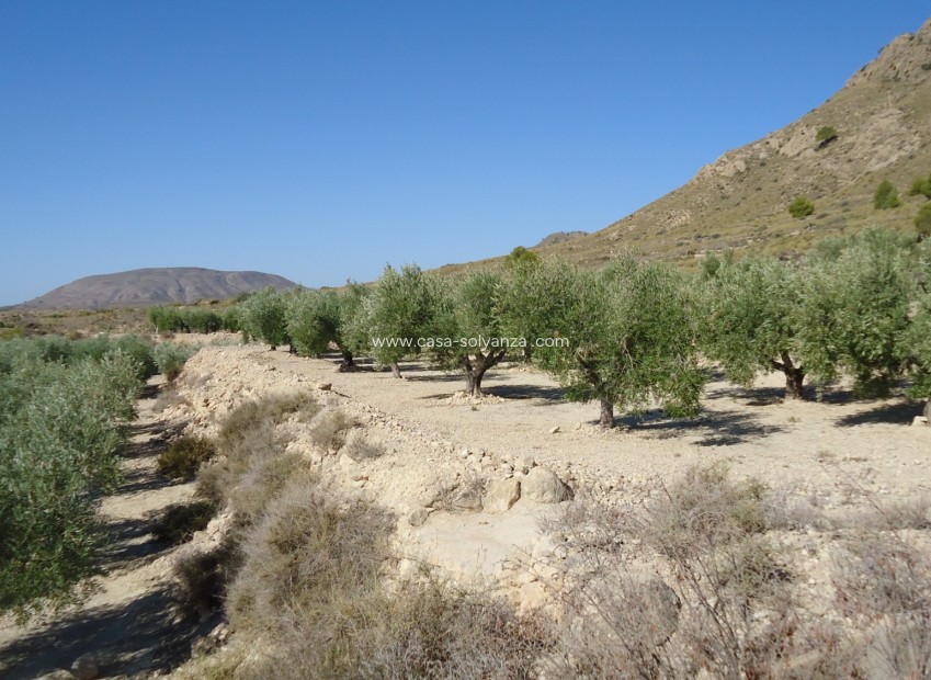 Herverkoop - Land - Abanilla - Inland