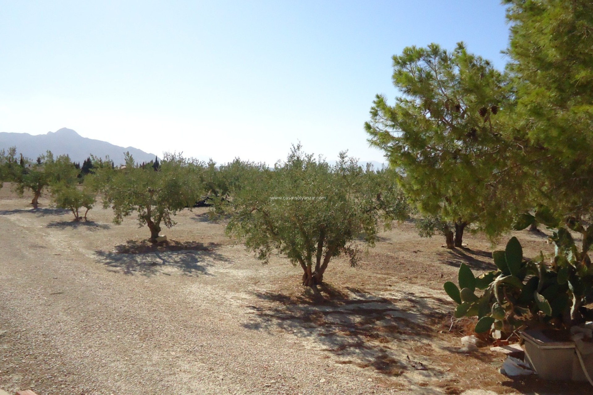 Herverkoop - Land - Abanilla - Inland