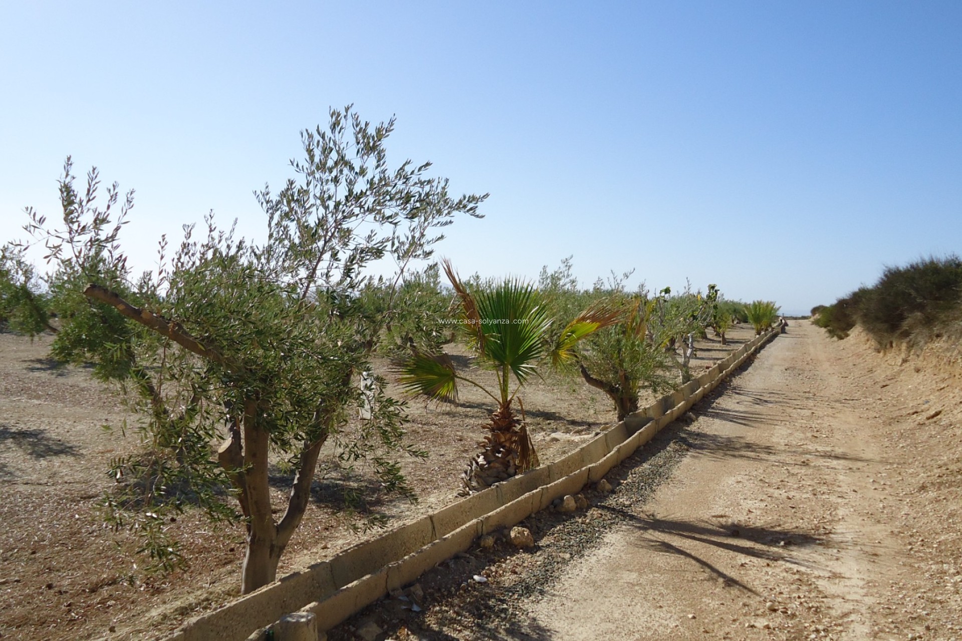 Herverkoop - Land - Abanilla - Inland