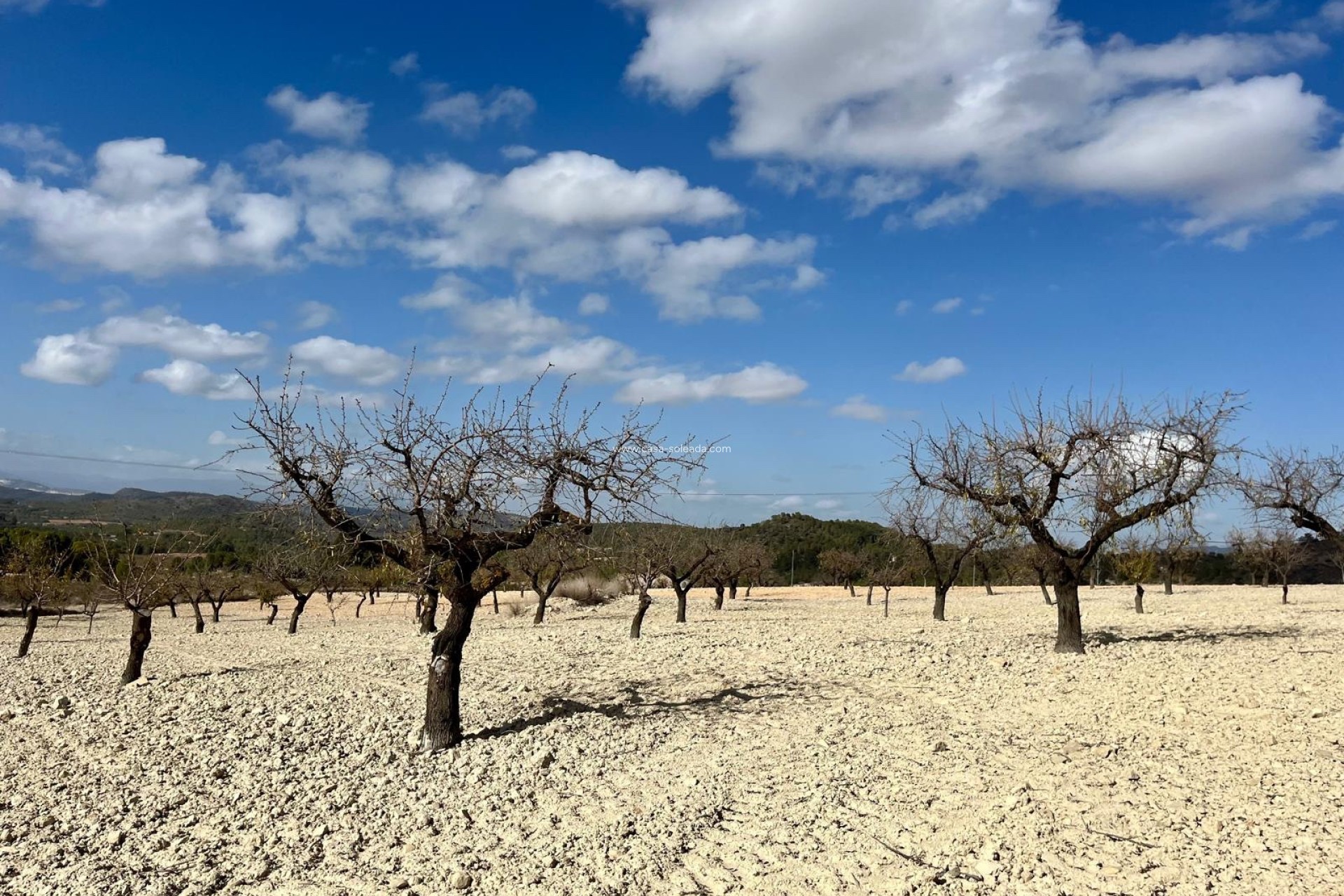 Herverkoop - Land - Bullas - Inland