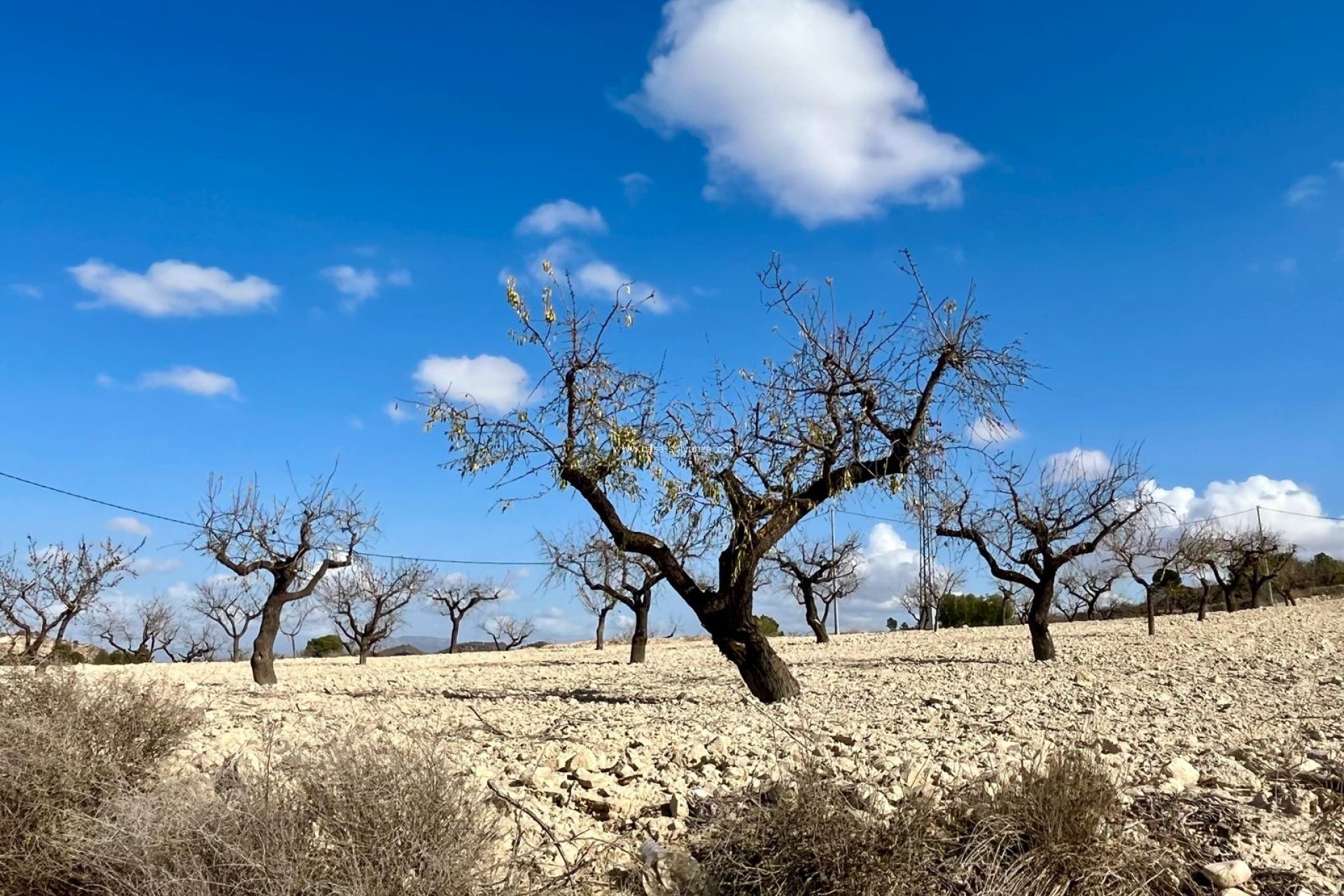 Herverkoop - Land - Bullas - Inland