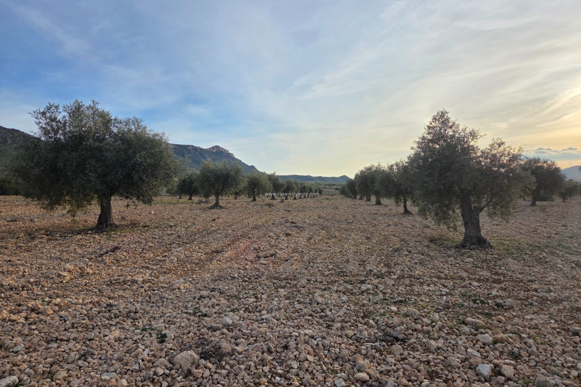 Herverkoop - Land - Jumilla