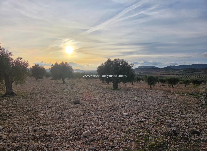 Herverkoop - Land - Jumilla