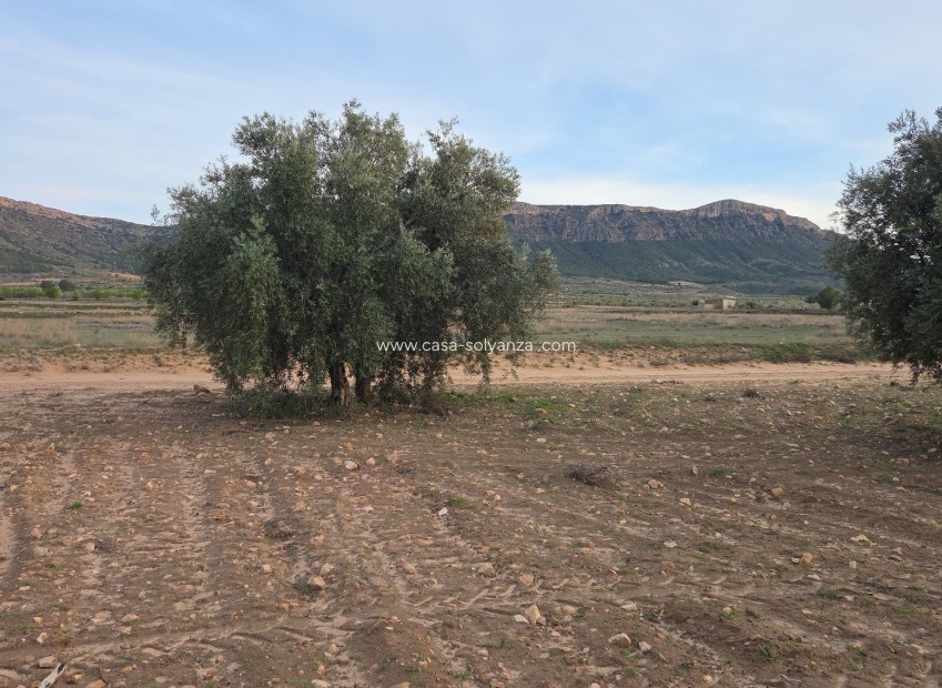 Herverkoop - Land - Jumilla
