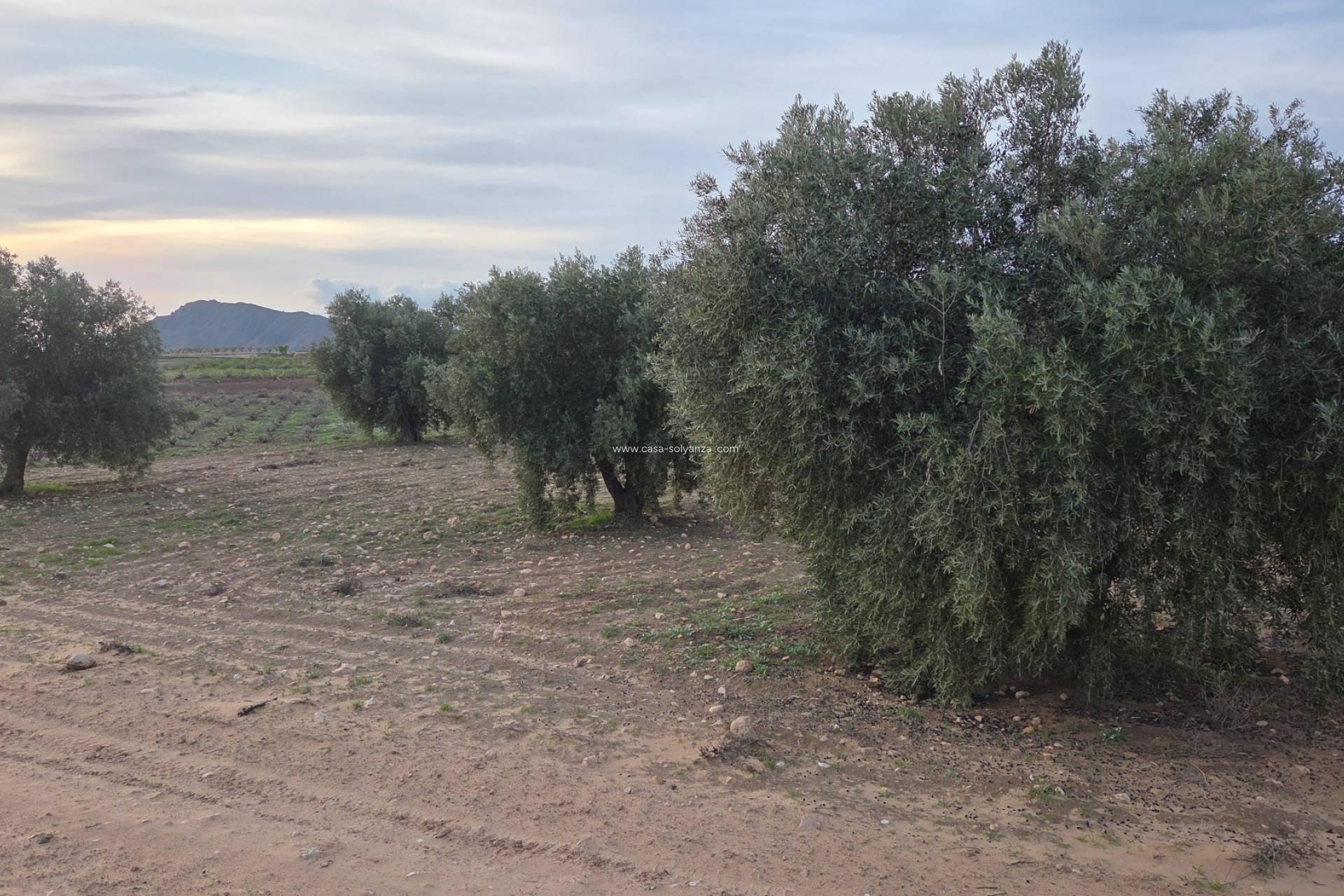 Herverkoop - Land - Jumilla