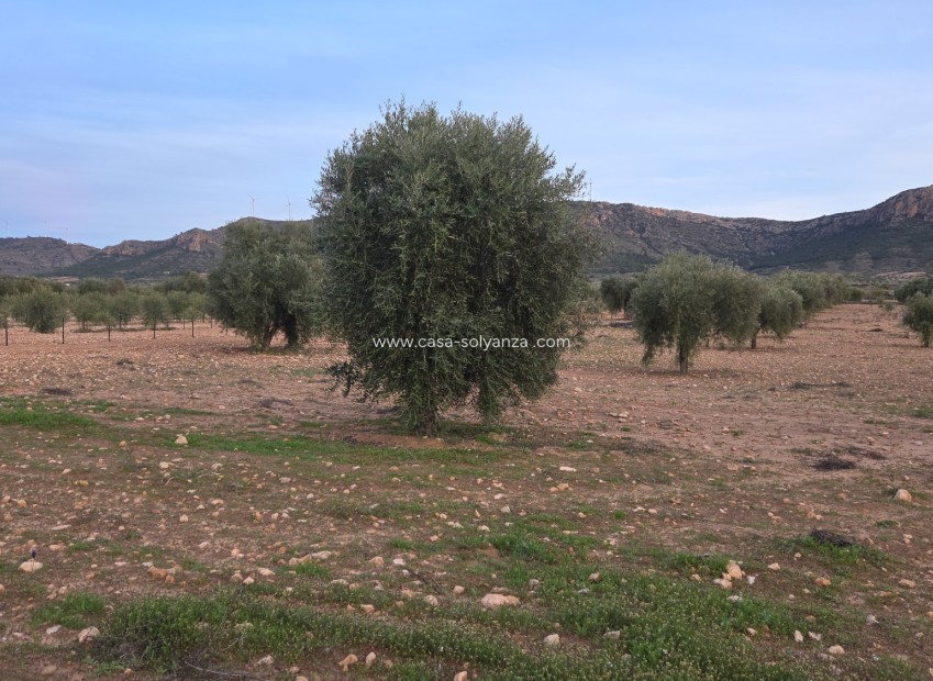 Herverkoop - Land - Jumilla