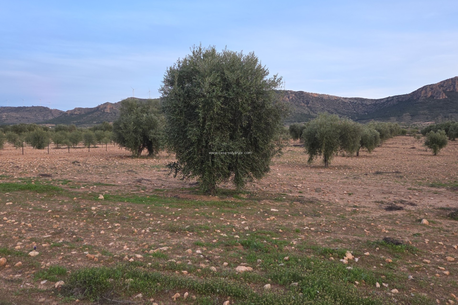 Herverkoop - Land - Jumilla
