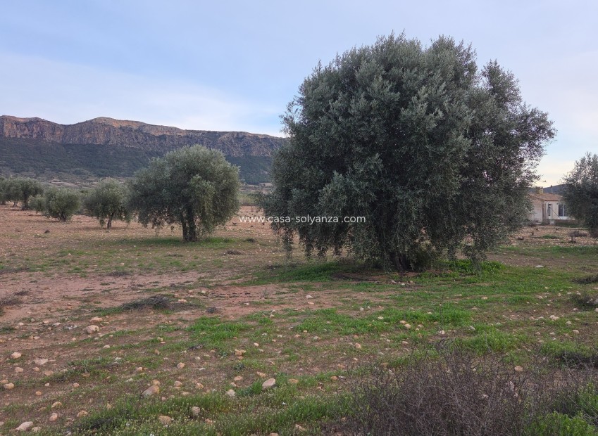 Herverkoop - Land - Jumilla