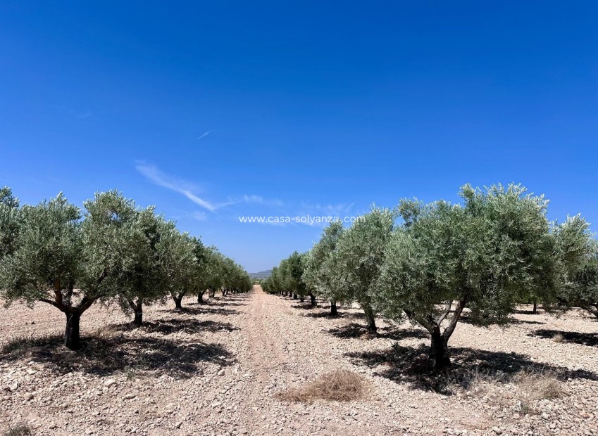 Herverkoop - Land - Monóvar - Inland