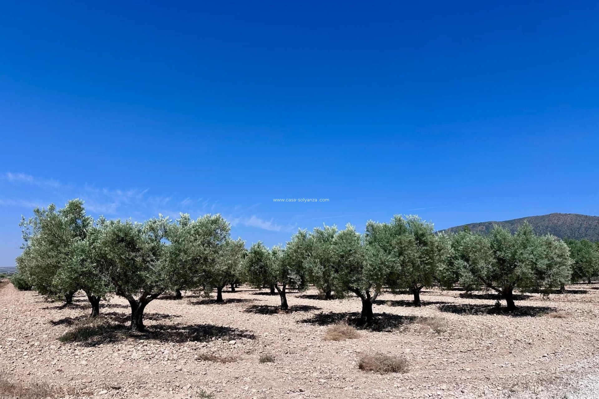 Herverkoop - Land - Monóvar - Inland