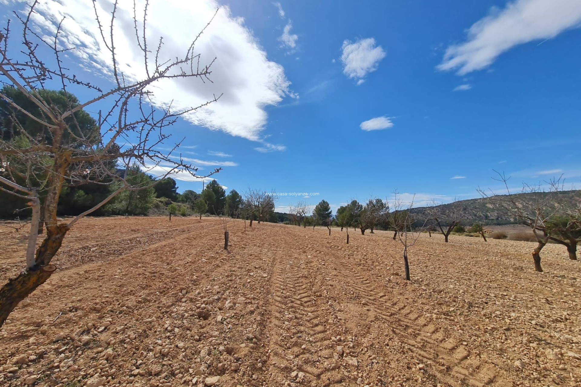 Herverkoop - Land - Pinoso - Inland