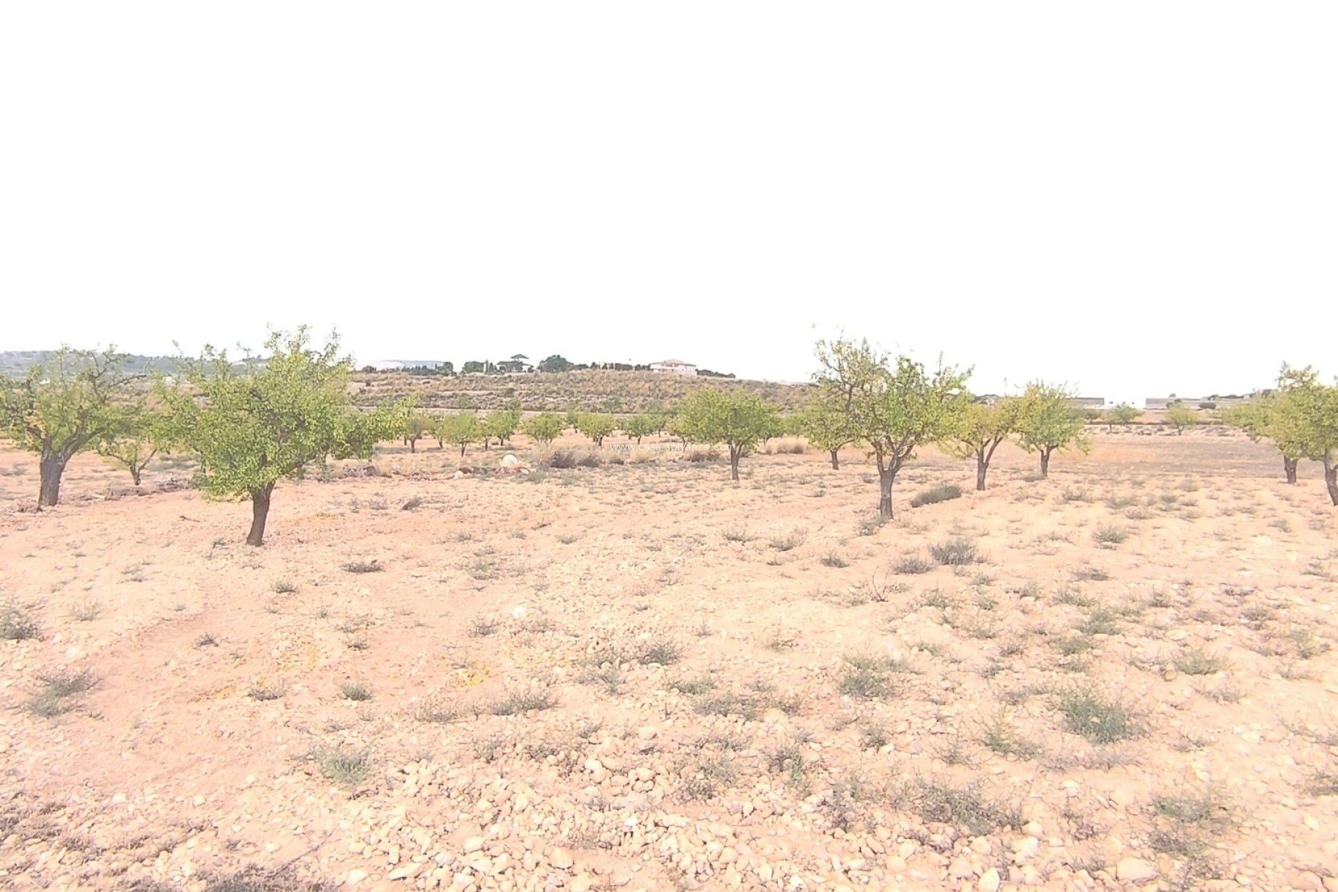 Herverkoop - Land - Pinoso - Inland