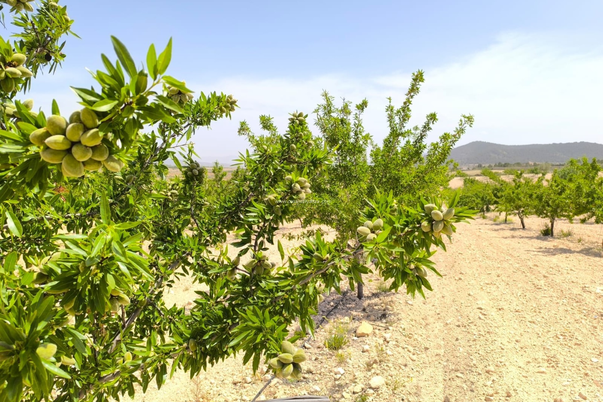 Herverkoop - Land - Pinoso - Inland