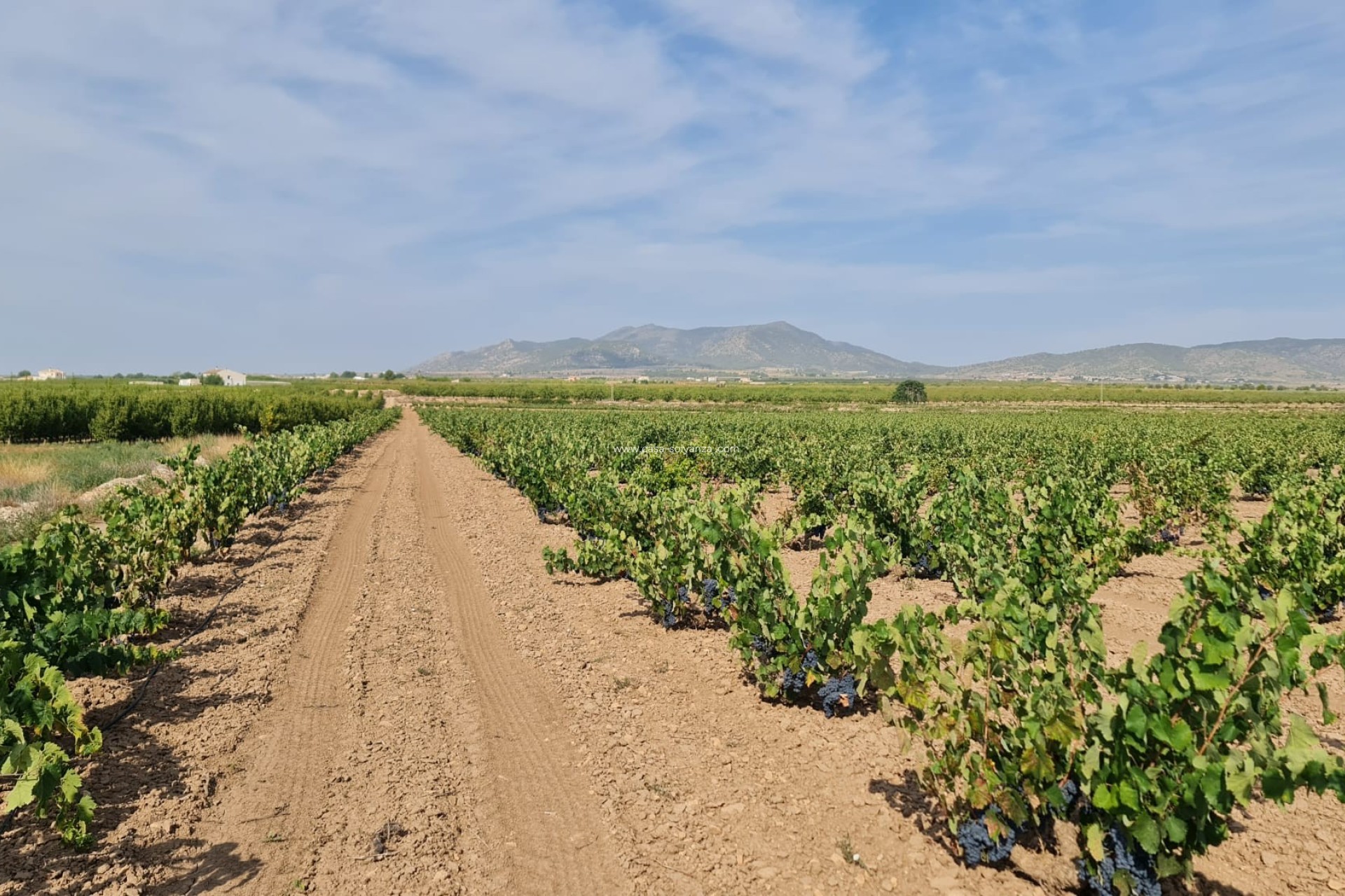 Herverkoop - Land - Pinoso - Inland