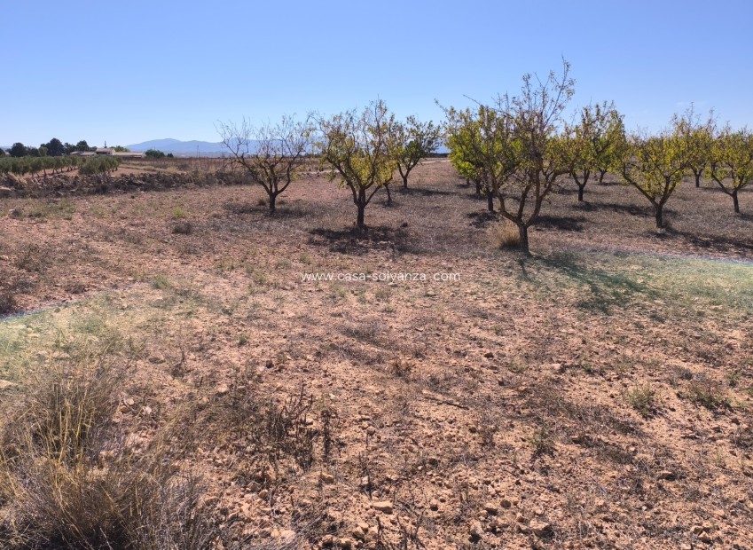 Herverkoop - Land - Pinoso - Inland