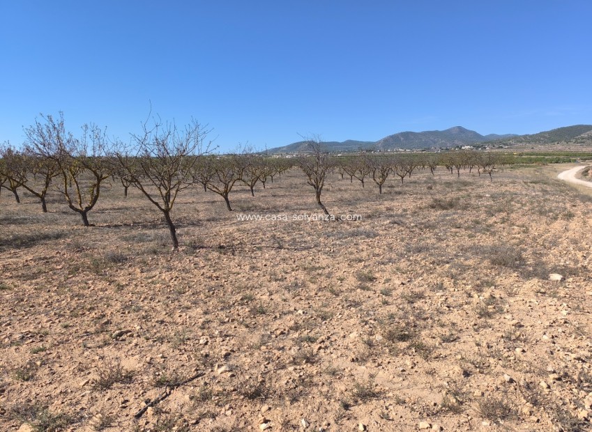 Herverkoop - Land - Pinoso - Inland