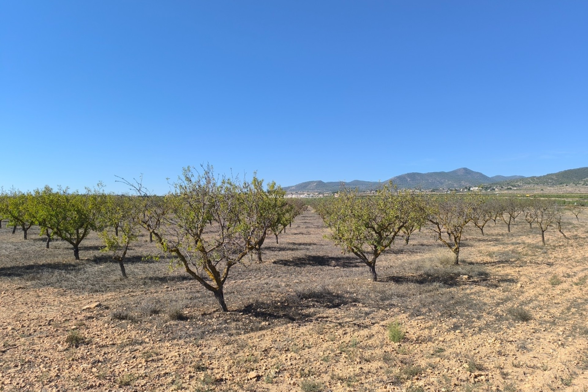 Herverkoop - Land - Pinoso - Inland