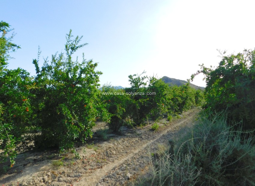 Herverkoop - Land - Torremendo