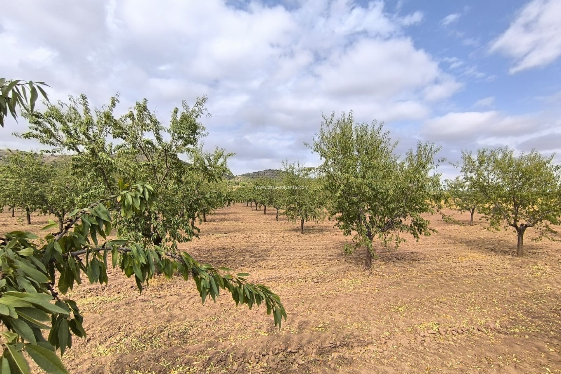Herverkoop - Land - Yecla - Inland