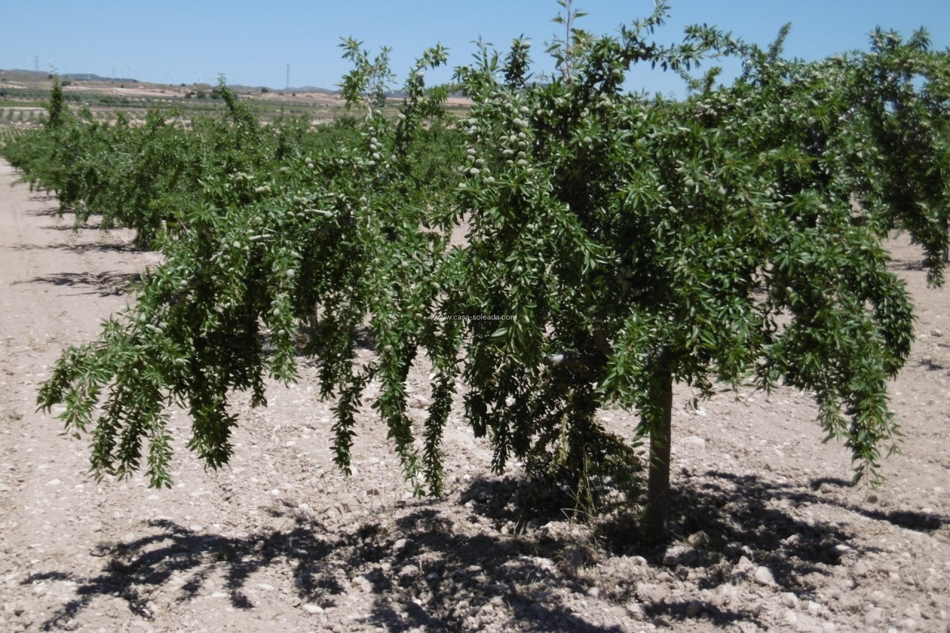 Herverkoop - Land - Yecla - Inland