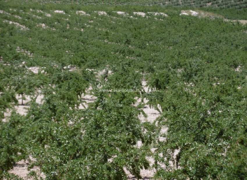 Herverkoop - Land - Yecla - Inland