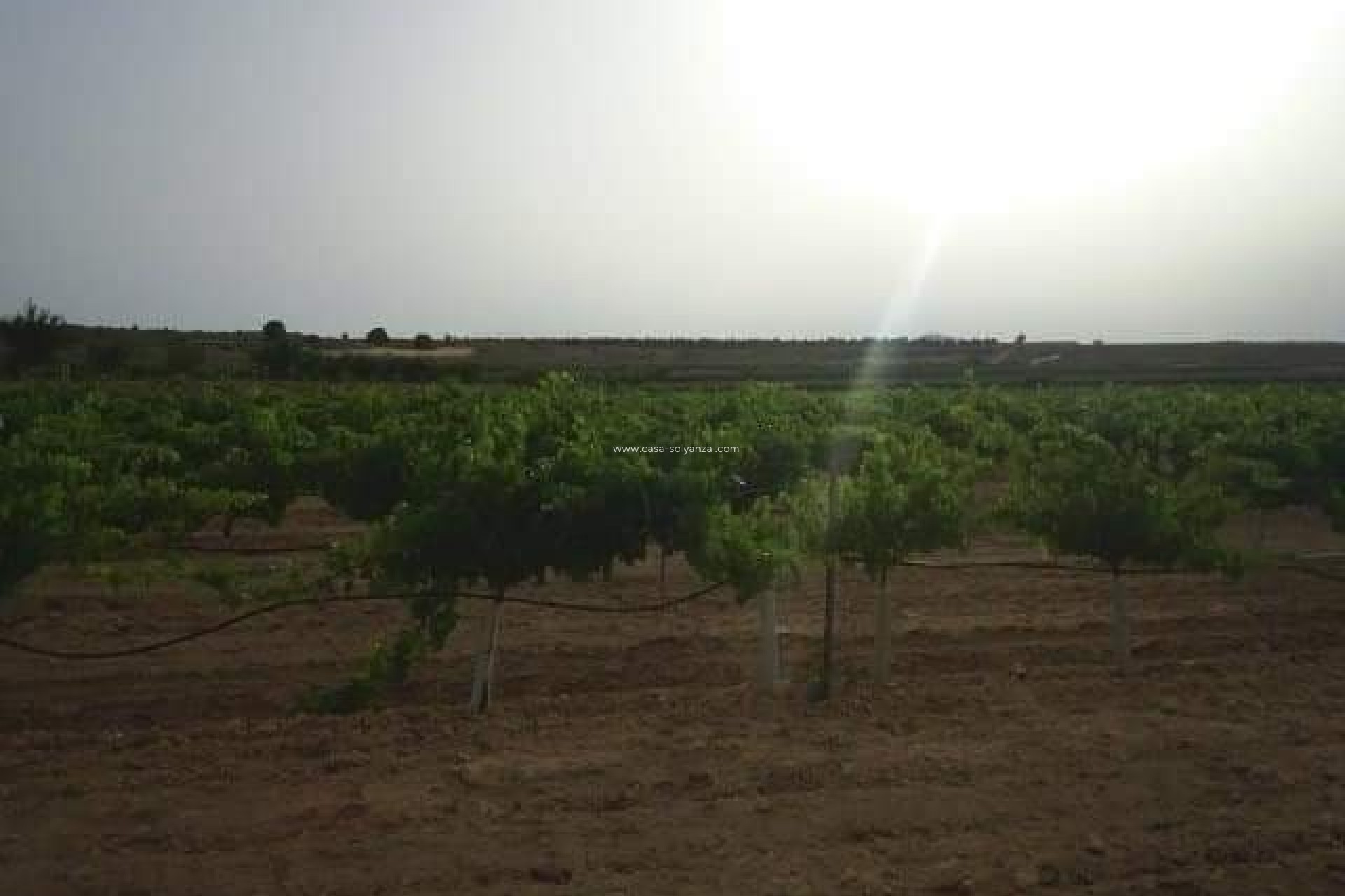 Herverkoop - Land - Yecla - Inland