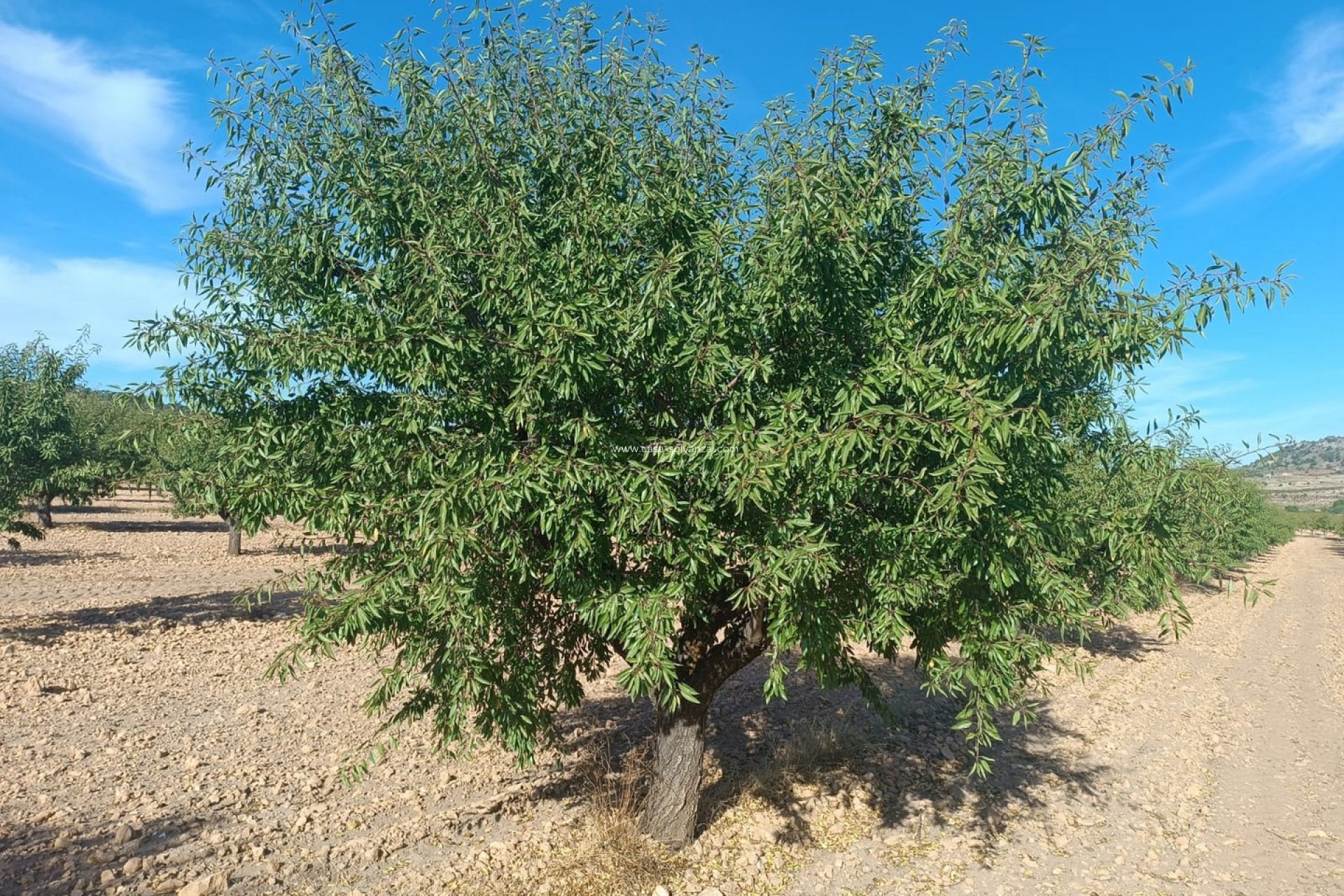 Herverkoop - Land - Yecla - Inland