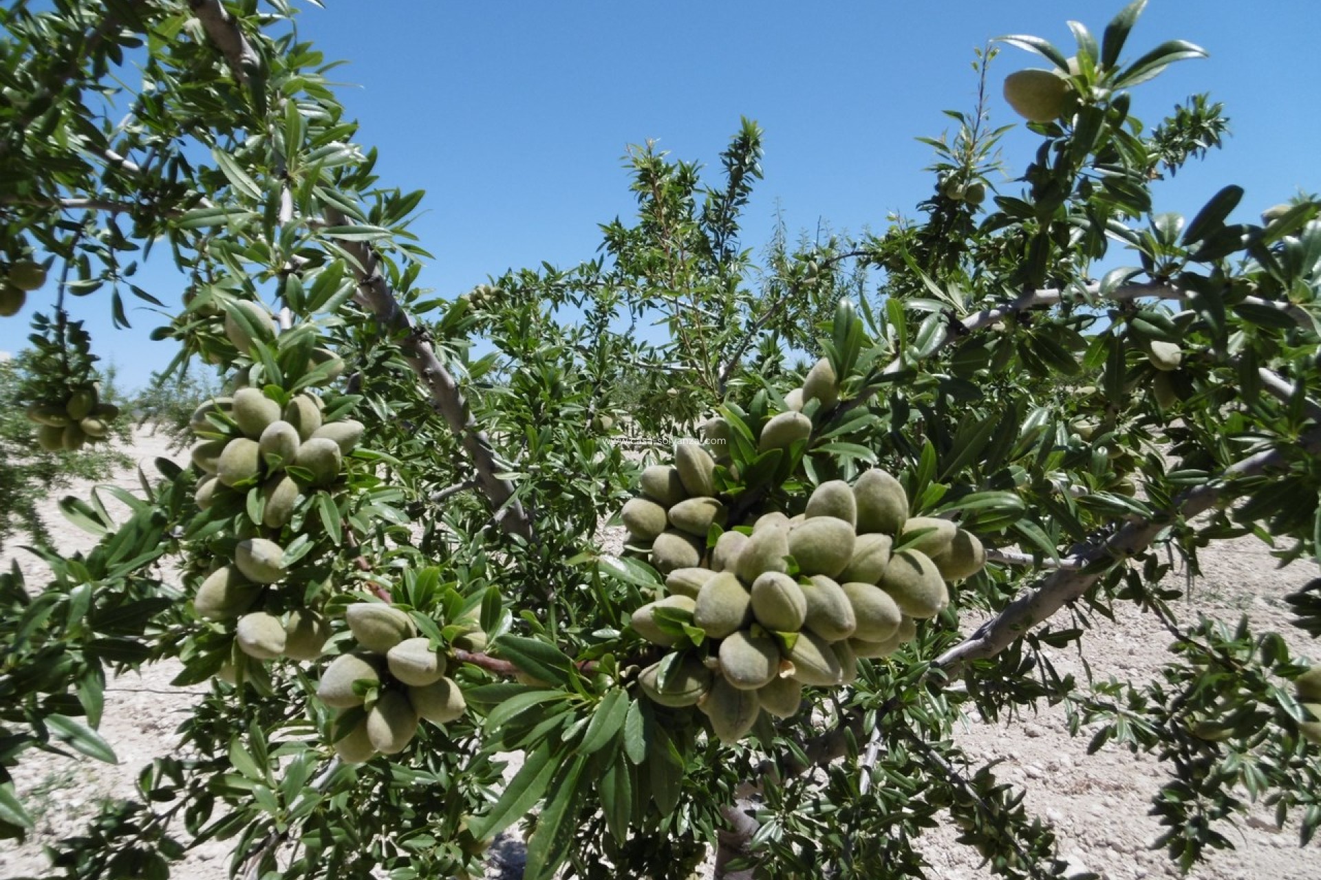 Herverkoop - Land - Yecla - Inland
