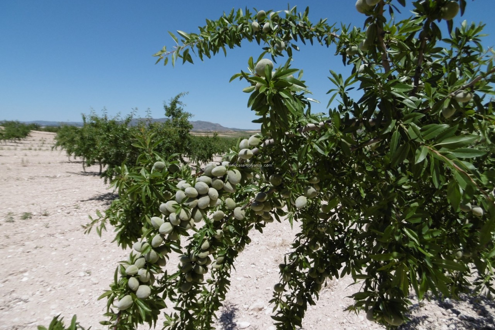 Herverkoop - Land - Yecla - Inland