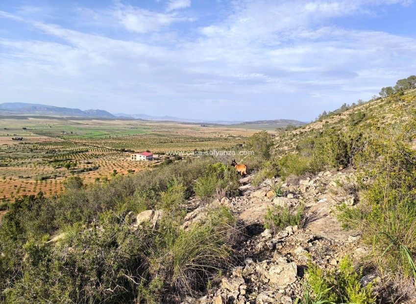 Herverkoop - Land - Yecla - Inland