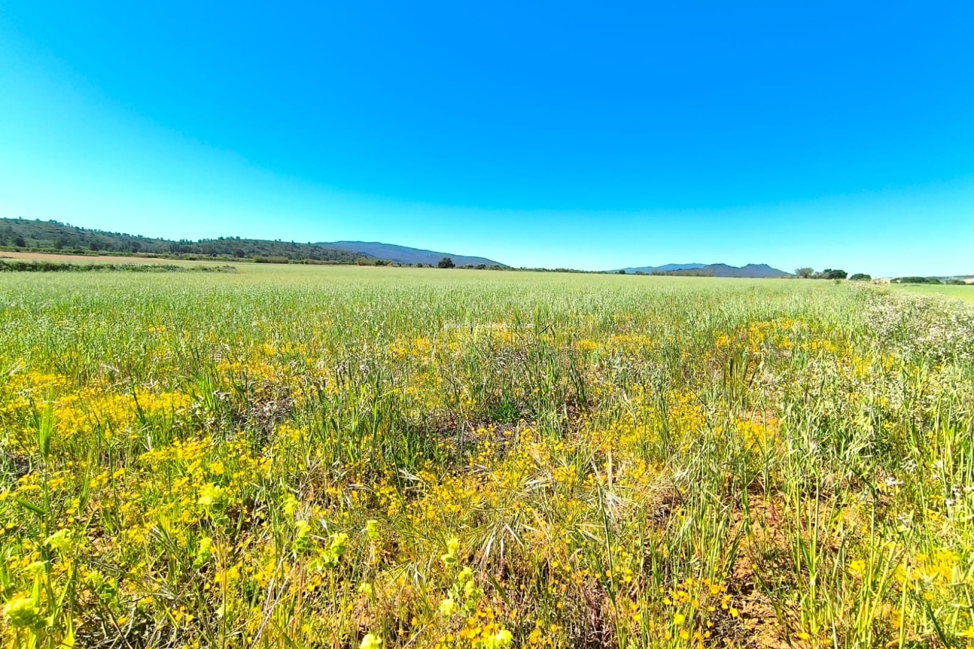 Herverkoop - Land - Yecla - Inland
