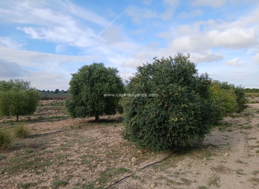 Herverkoop - Land - Yecla