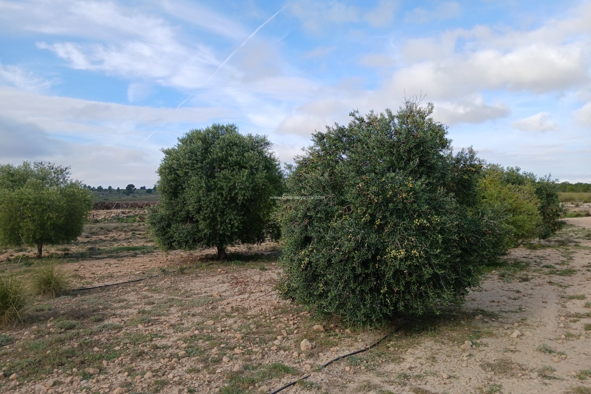 Herverkoop - Land - Yecla