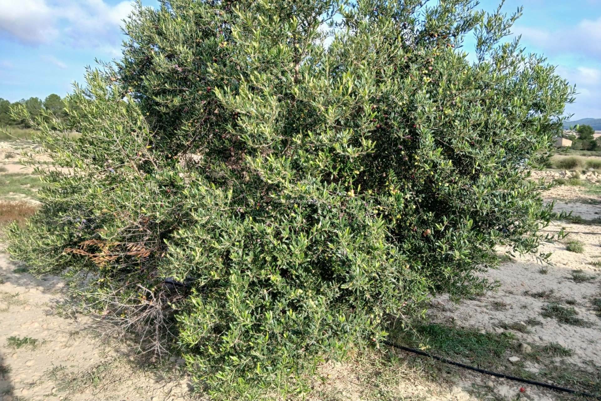 Herverkoop - Land - Yecla