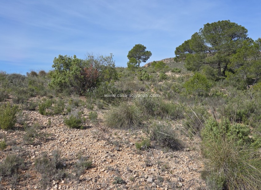 Herverkoop - Land - Yecla